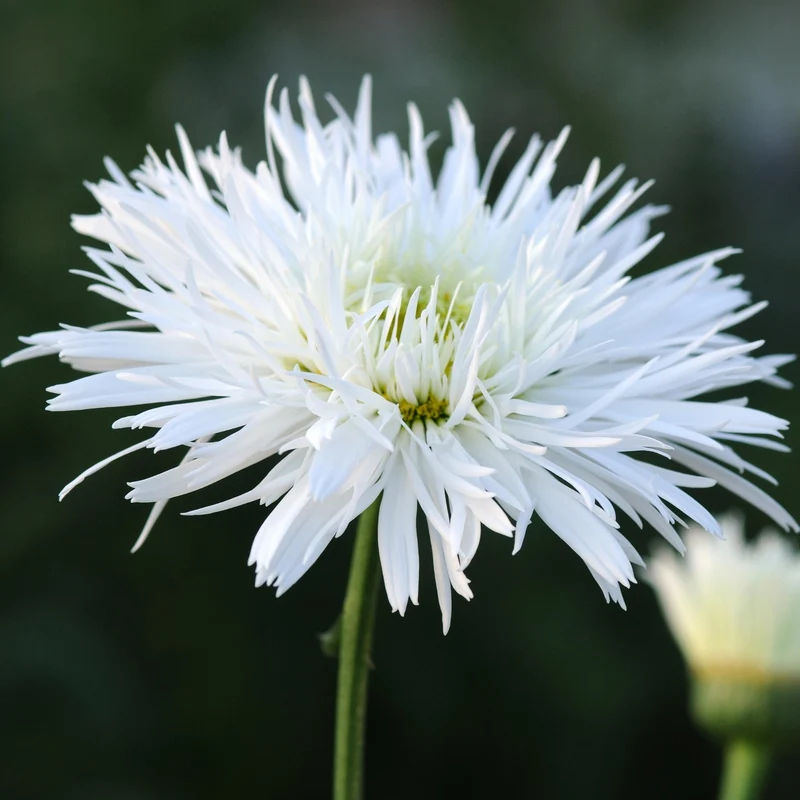 Marguerite blanche 'Santé'