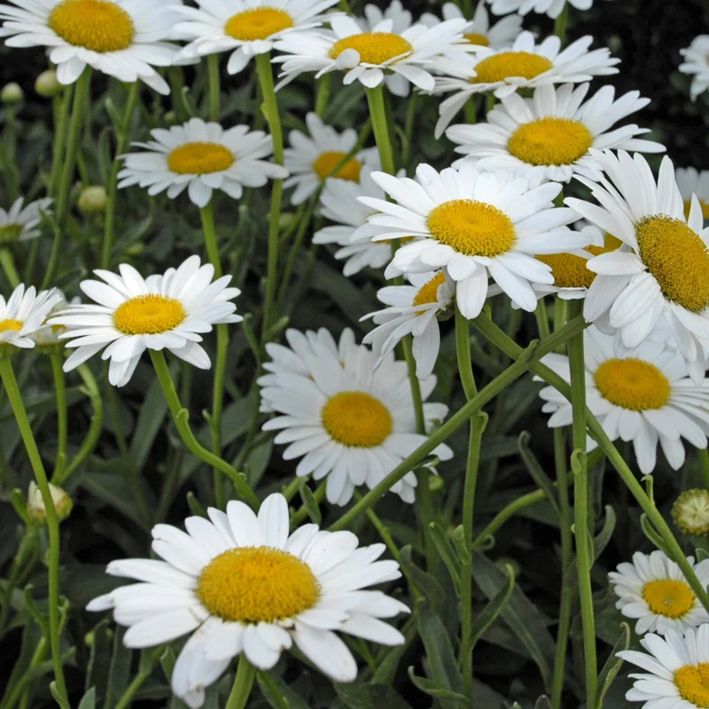 Leucanthemum x superbum 'Becky' – Marguerite 'Becky'