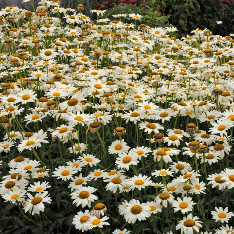 Leucanthemum x superbum 'Becky' – Marguerite 'Becky'