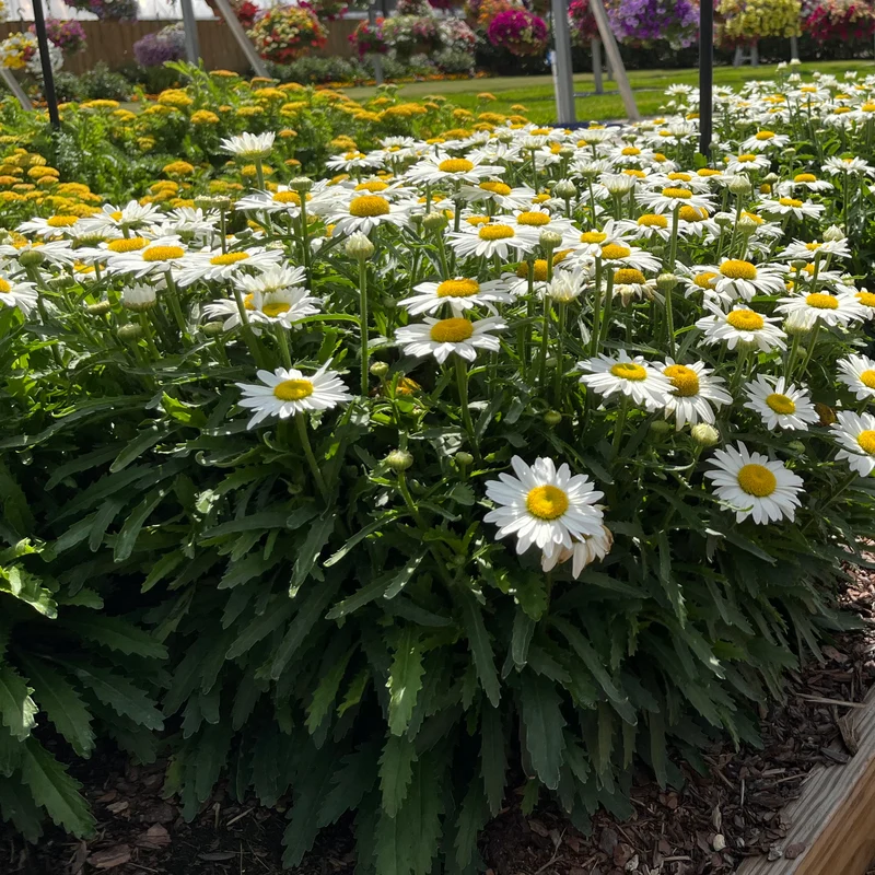 Leucanthemum x superbum 'Becky' – Marguerite 'Becky'