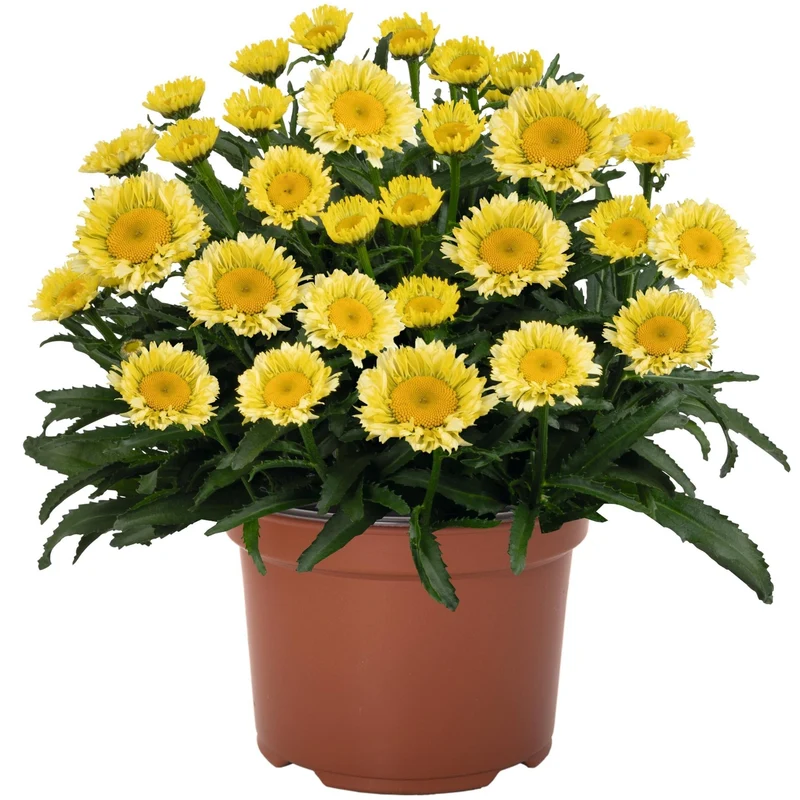 Leucanthemum 'Sweet Daisy® Izabel' – Marguerite 'Sweet Daisy® Izabel'