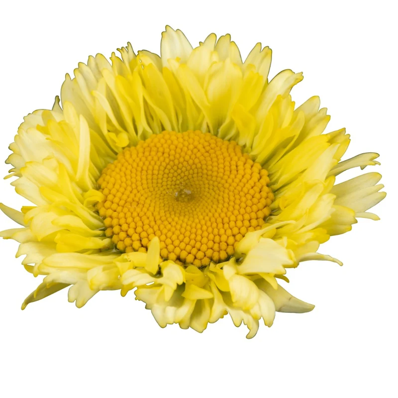 Leucanthemum 'Sweet Daisy® Izabel' – Marguerite 'Sweet Daisy® Izabel'