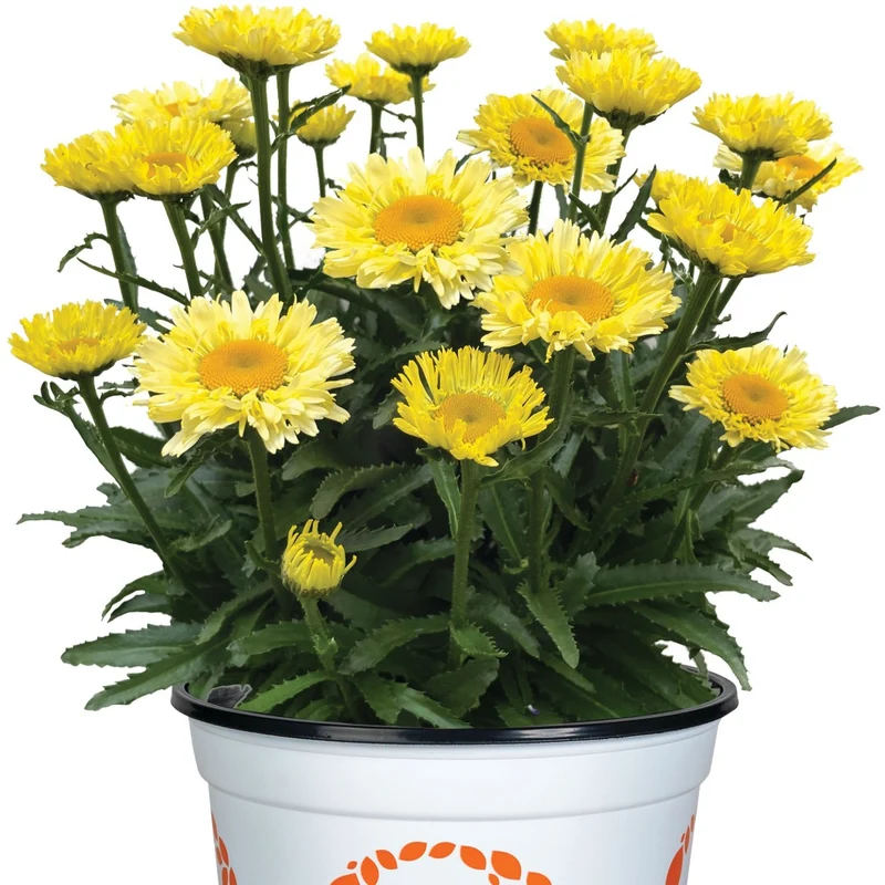 Leucanthemum 'Sweet Daisy® Izabel' – Marguerite 'Sweet Daisy® Izabel'