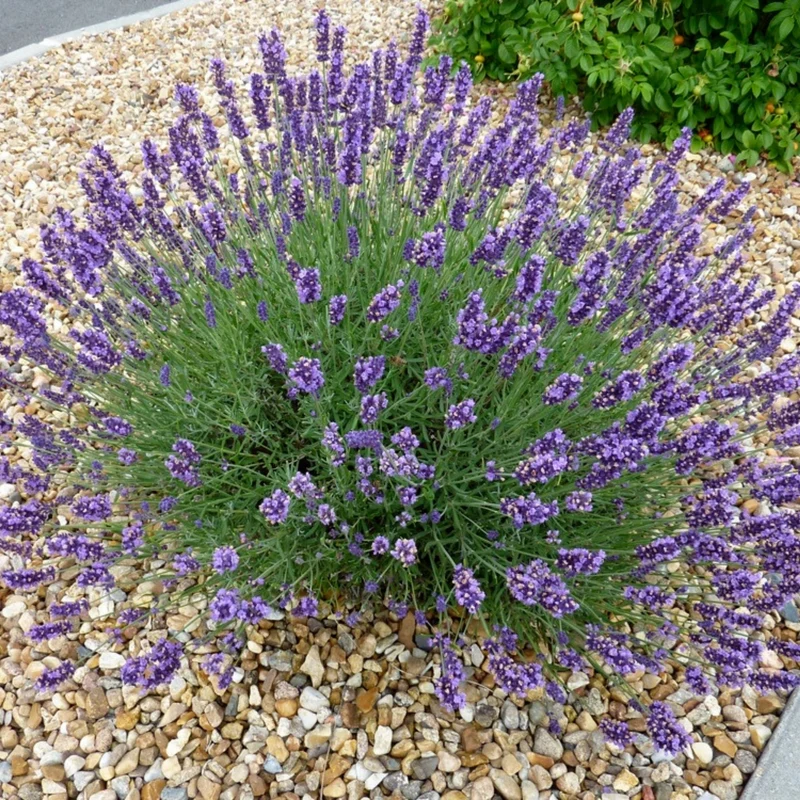 Lavande 'Grosso'
