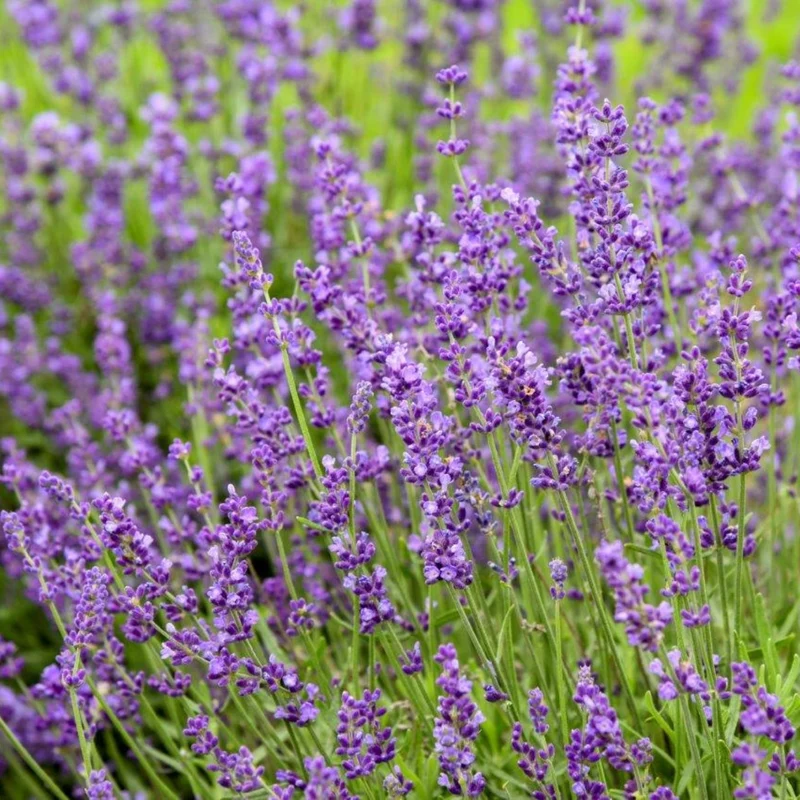 Lavande anglaise 'Imperial Gem'