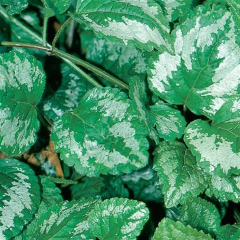 Faux Lamier 'Variegatum'