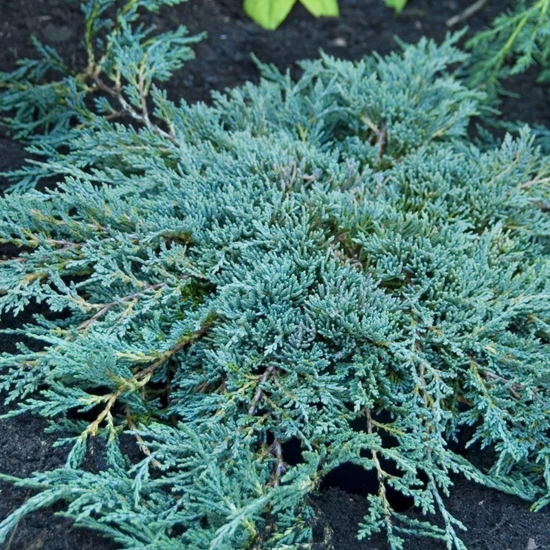 Génévrier horizontal 'Icee Blue'