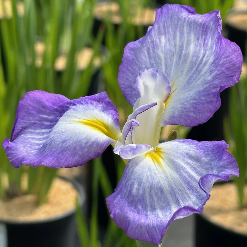 Iris du Japon 'Blue Beauty'