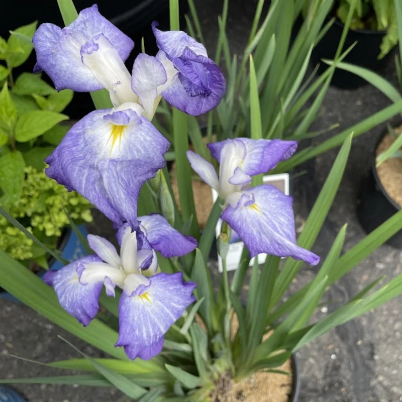 Iris du Japon 'Blue Beauty'