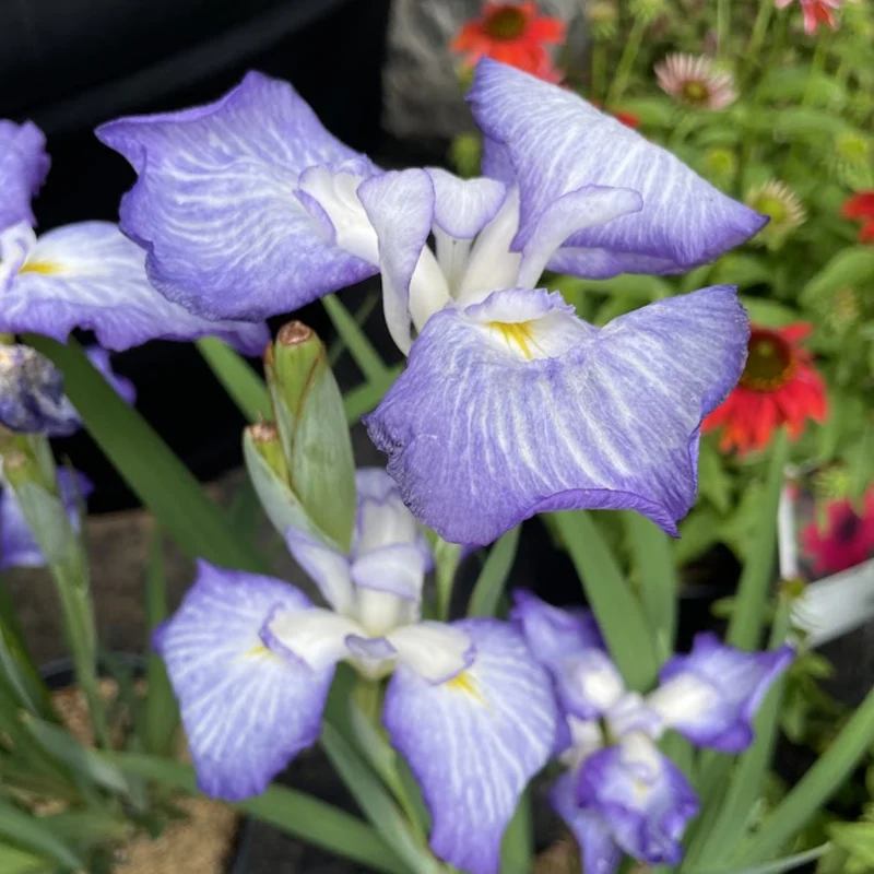 Iris du Japon 'Blue Beauty'