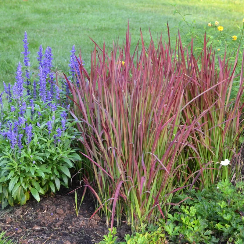 Imperata 'Red Baron' - Herbe Rouge Japonaise 'Red Baron'