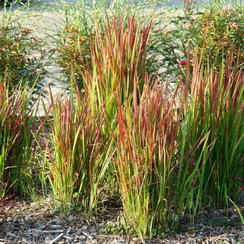 Imperata 'Red Baron' - Herbe Rouge Japonaise 'Red Baron'