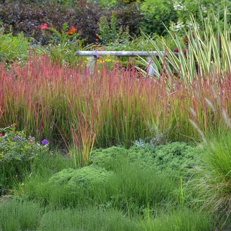 Imperata 'Red Baron' - Herbe Rouge Japonaise 'Red Baron'