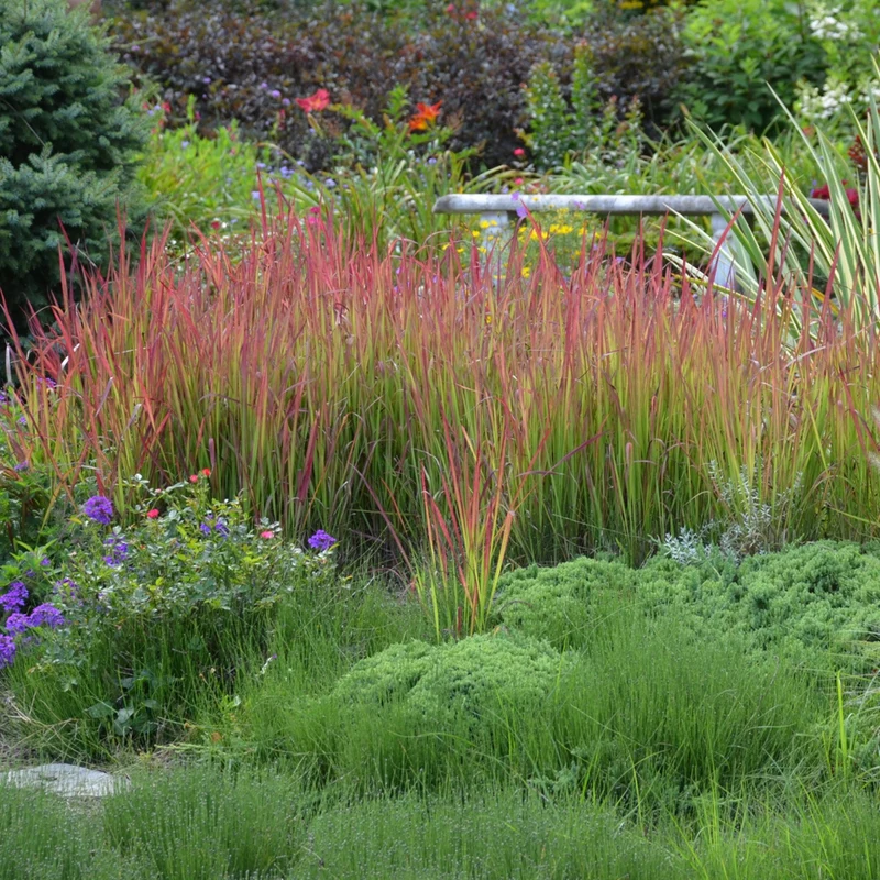 Imperata 'Red Baron' - Herbe Rouge Japonaise 'Red Baron'
