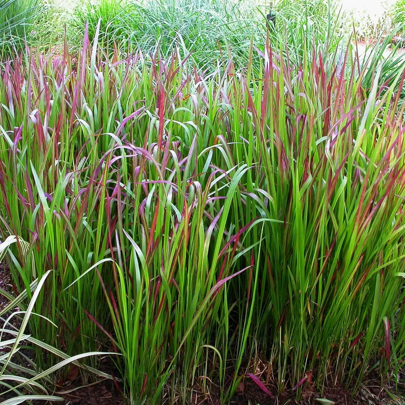 Imperata 'Red Baron' - Herbe Rouge Japonaise 'Red Baron'