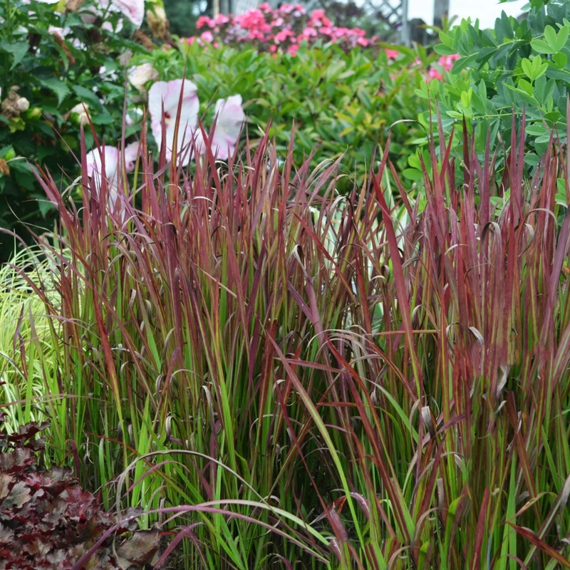 Imperata 'Red Baron' - Herbe Rouge Japonaise 'Red Baron'