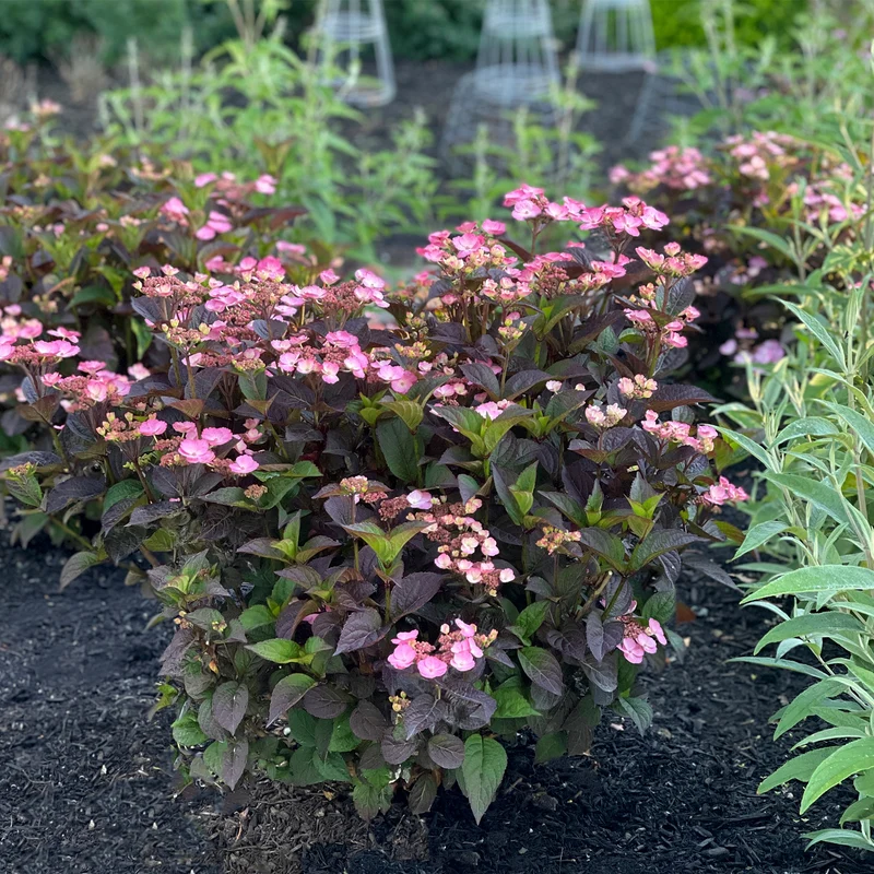 Hydrangea serrata Pink Dynamo™ - Hydrangée des Montagnes PINK DYNAMO™