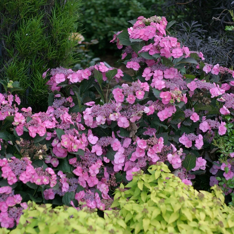 Hydrangea serrata Pink Dynamo™ - Hydrangée des Montagnes PINK DYNAMO™