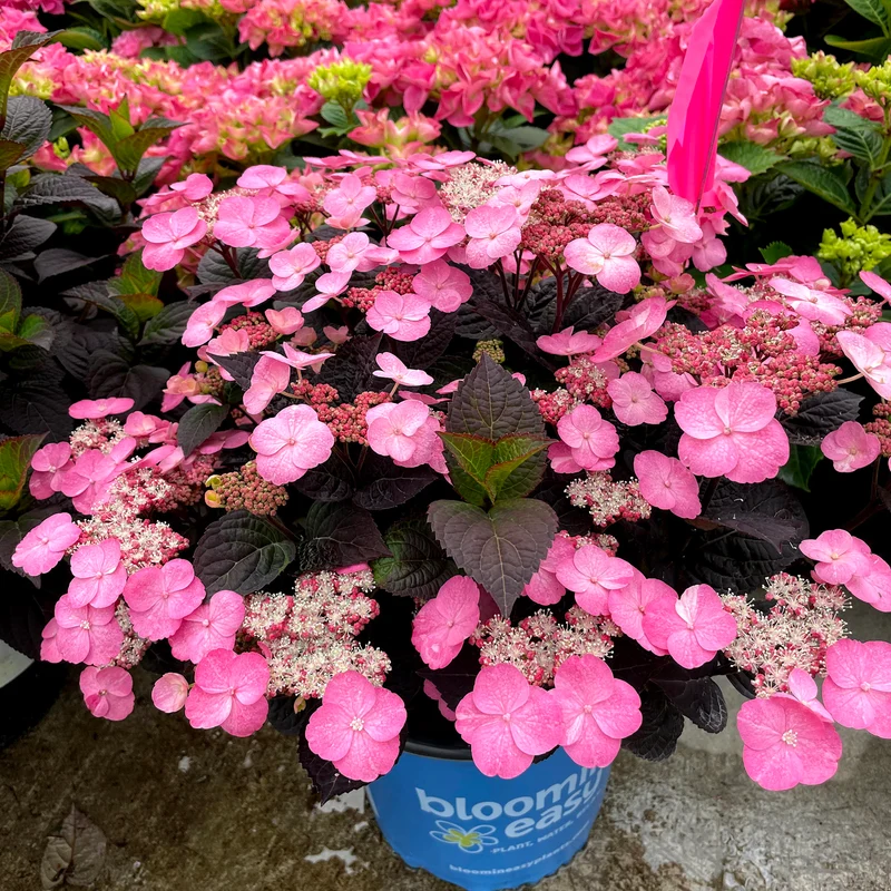 Hydrangea serrata Pink Dynamo™ - Hydrangée des Montagnes PINK DYNAMO™