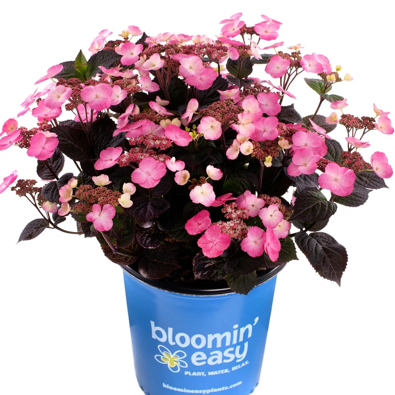 Hydrangea serrata Pink Dynamo™ - Hydrangée des Montagnes PINK DYNAMO™