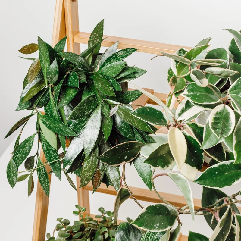 Hoya Cireux, Fleur de Porcelaine