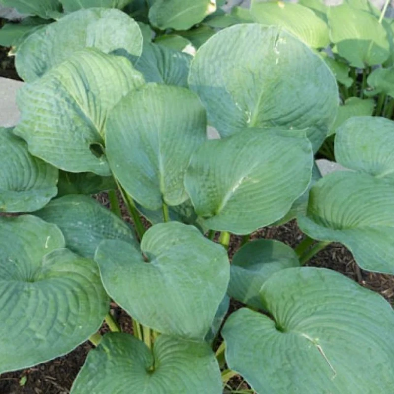 Hosta 'Osiris Bleu Nuit'