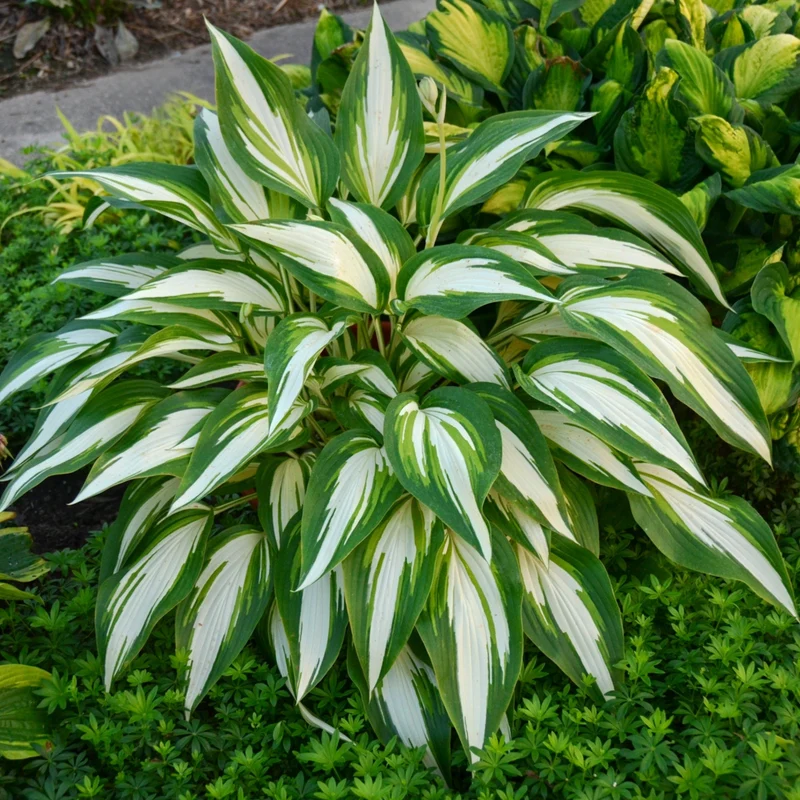 Hosta 'Cool as a Cucumber'