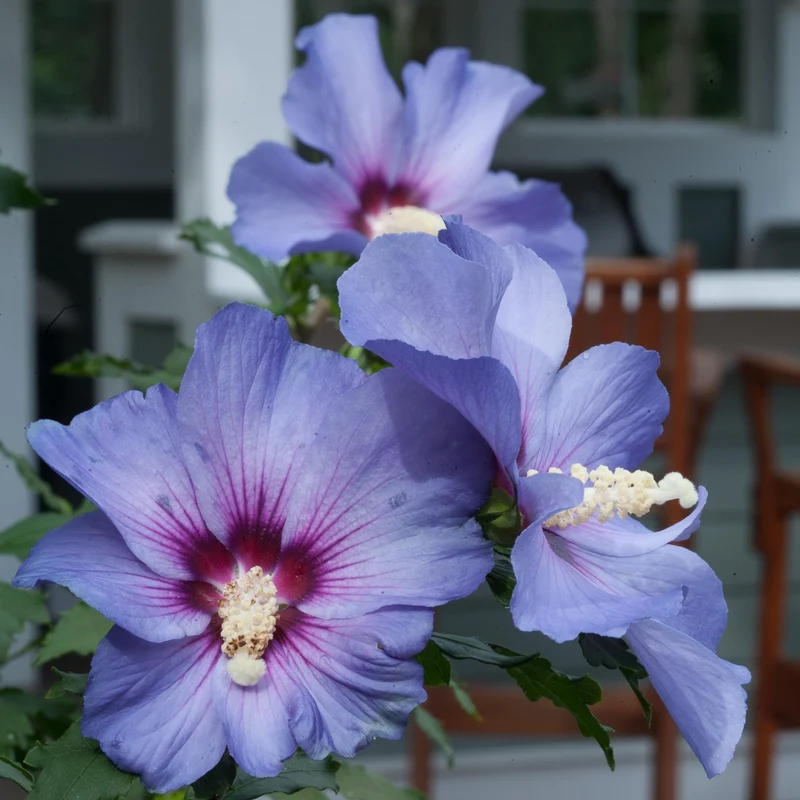 Hibiscus arbustif 'Blue Marlin'