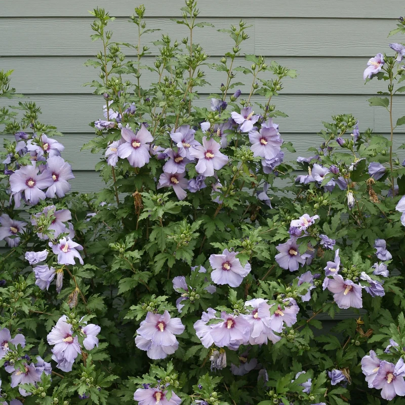 Hibiscus arbustif 'Blue Marlin'