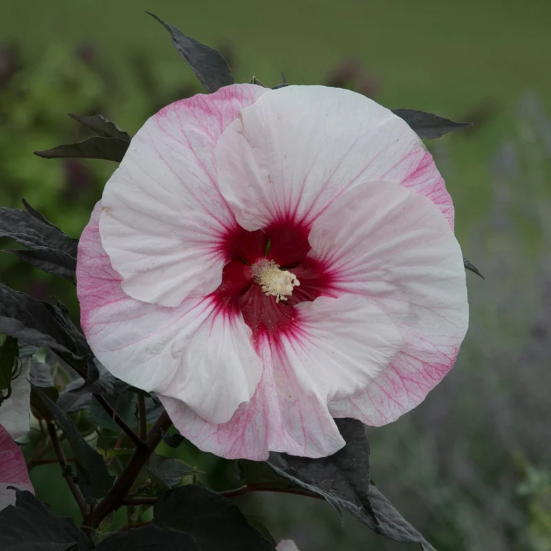 Hibiscus moscheutos Summerific® Perfect Storm - 'Ketmie des Marais Summerific® Perfect Storm