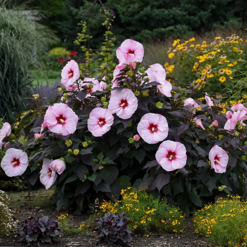 Hibiscus moscheutos Summerific® Perfect Storm - 'Ketmie des Marais Summerific® Perfect Storm