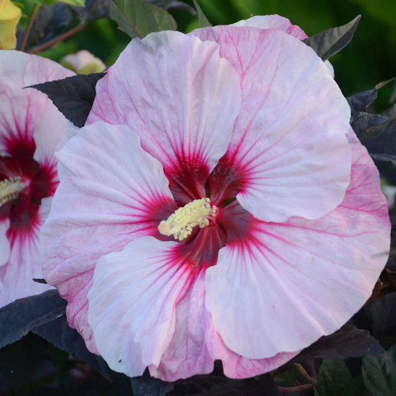 Hibiscus moscheutos Summerific® Perfect Storm - 'Ketmie des Marais Summerific® Perfect Storm