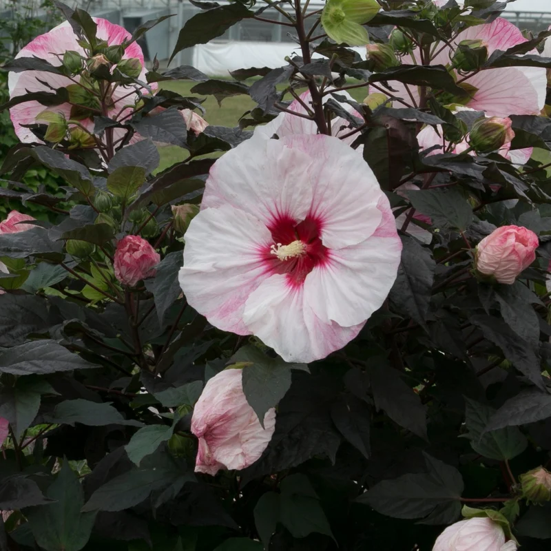 Hibiscus moscheutos Summerific® Perfect Storm - 'Ketmie des Marais Summerific® Perfect Storm