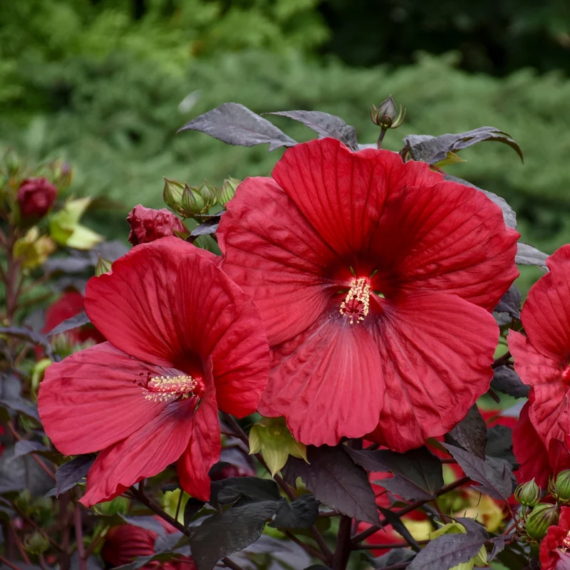 Hibiscus moscheutos Summerific® Holy Grail - Ketmie des Marais Summerific® Holy Grail