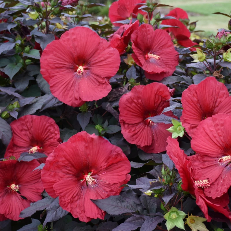 Hibiscus moscheutos Summerific® Holy Grail - Ketmie des Marais Summerific® Holy Grail