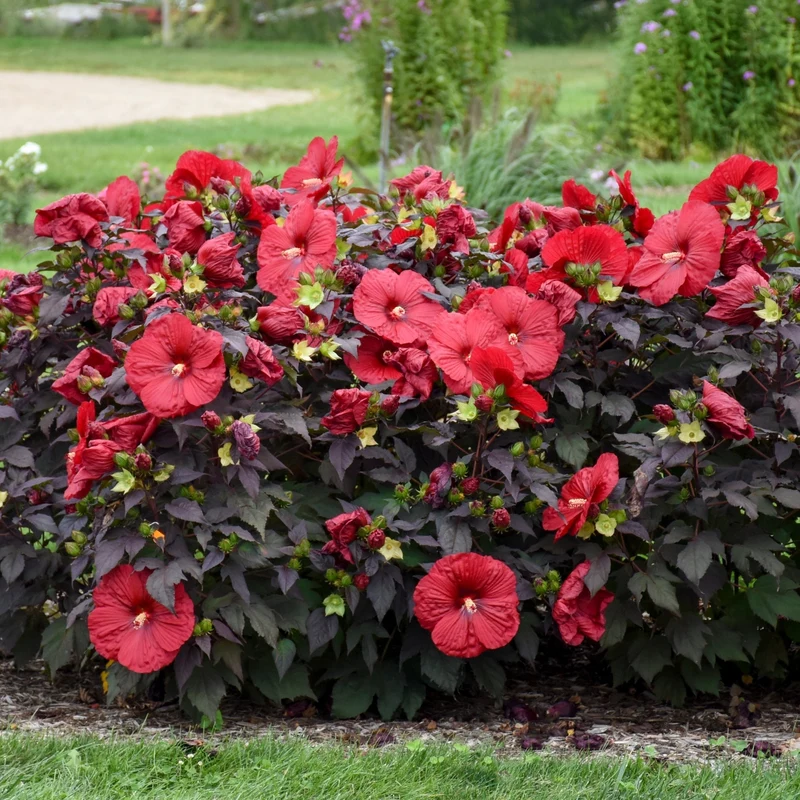 Hibiscus moscheutos Summerific® Holy Grail - Ketmie des Marais Summerific® Holy Grail