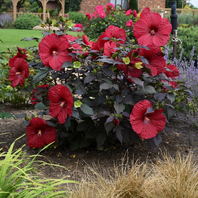 Hibiscus moscheutos Summerific® Holy Grail - Ketmie des Marais Summerific® Holy Grail