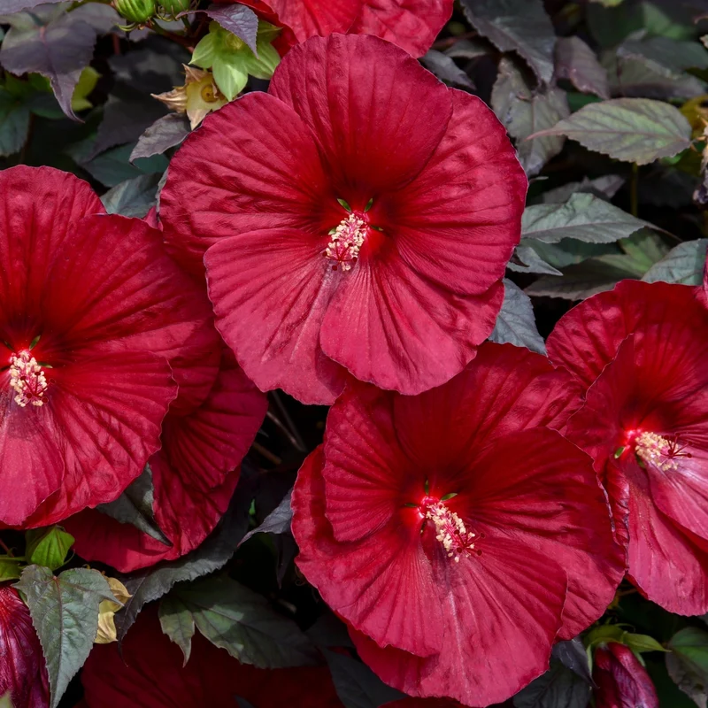 Hibiscus moscheutos Summerific® Holy Grail - Ketmie des Marais Summerific® Holy Grail