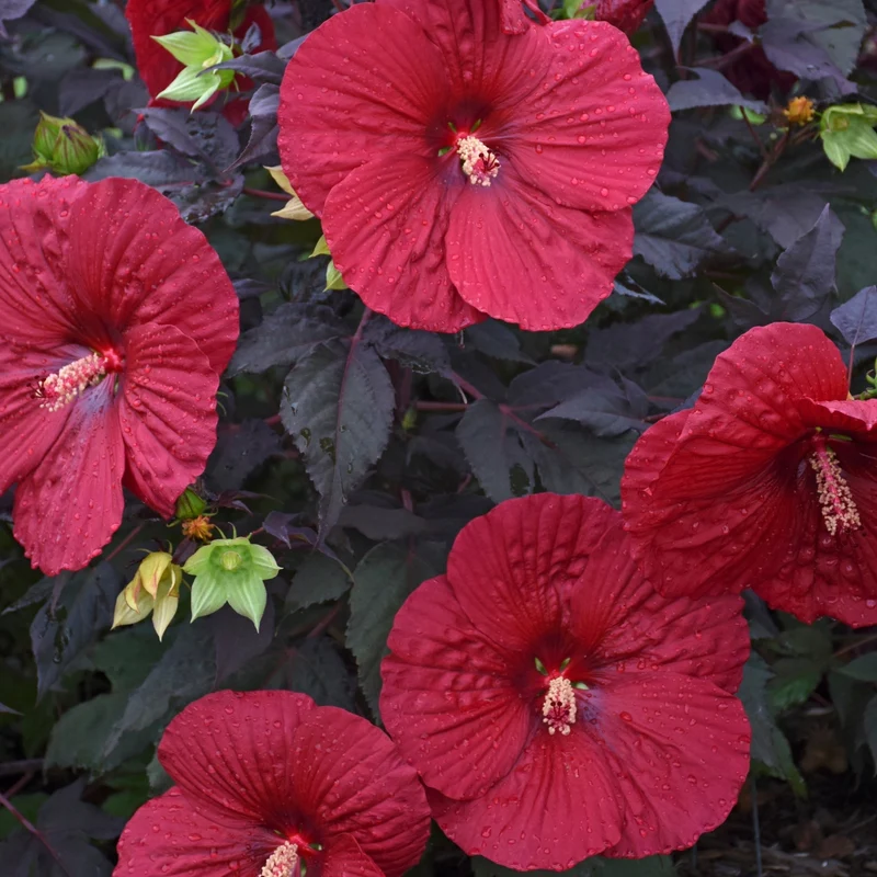 Hibiscus moscheutos Summerific® Holy Grail - Ketmie des Marais Summerific® Holy Grail