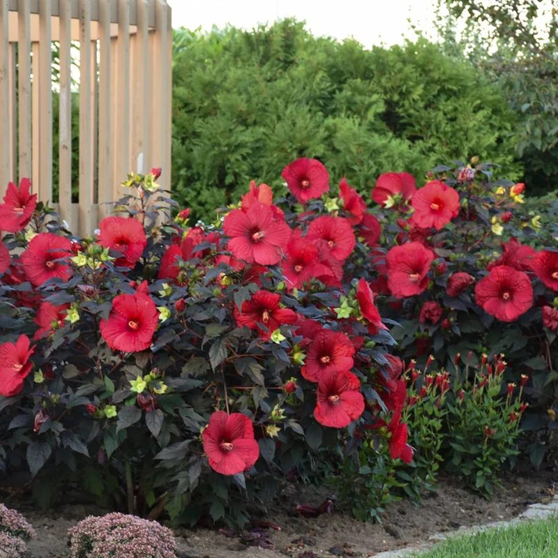 Hibiscus moscheutos Summerific® Holy Grail - Ketmie des Marais Summerific® Holy Grail