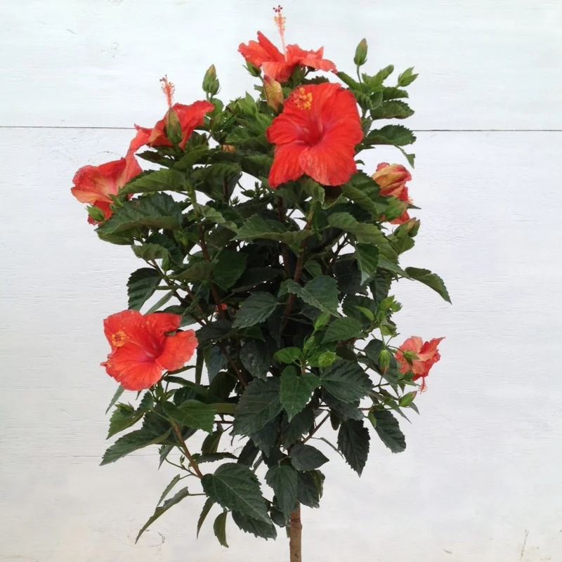 Sélection d'Hibiscus sur tige - Rose de Chine