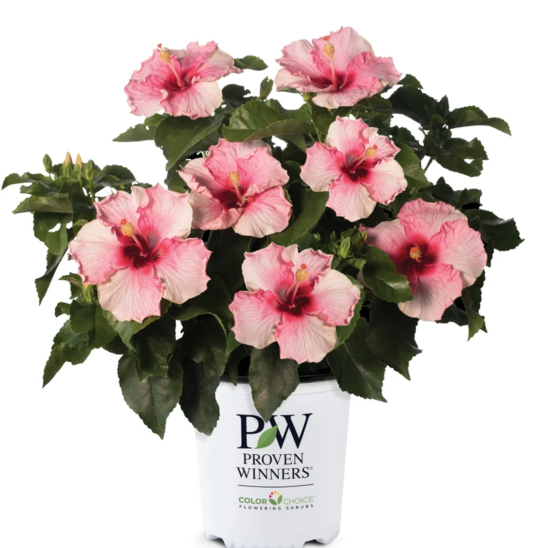 Sélection d'Hibiscus Tropical HOLLYWOOD®