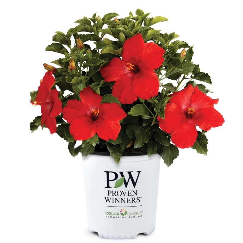 Sélection d'Hibiscus Tropical HOLLYWOOD®