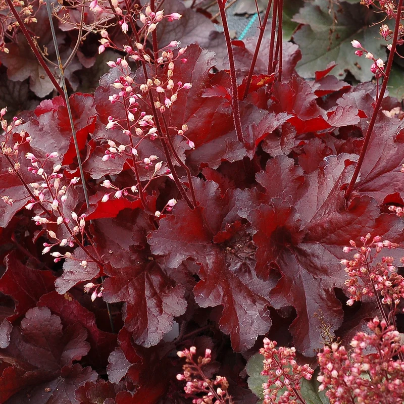 Heuchère FOREVER® Red