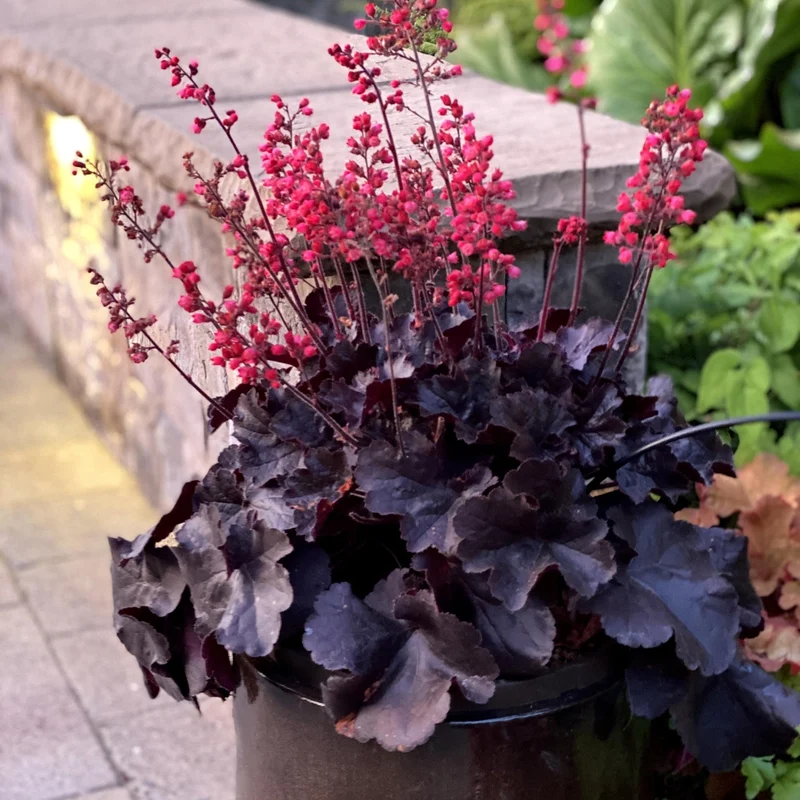 Heuchère 'Black Forest Cake'