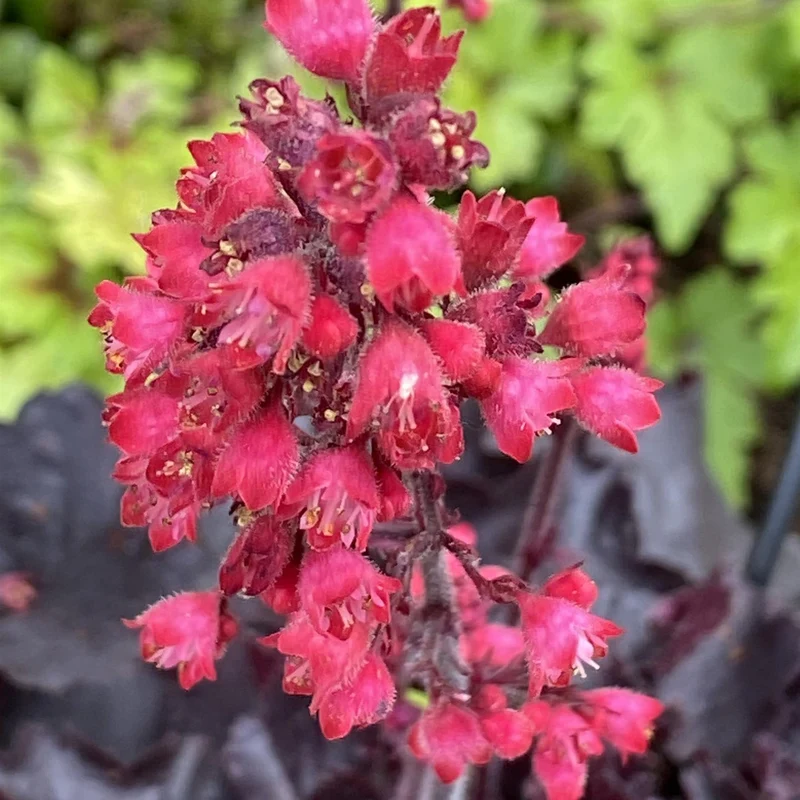 Heuchère 'Black Forest Cake'