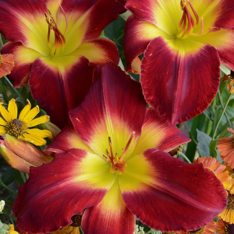 Hémérocalle 'Wilfrid Dion'