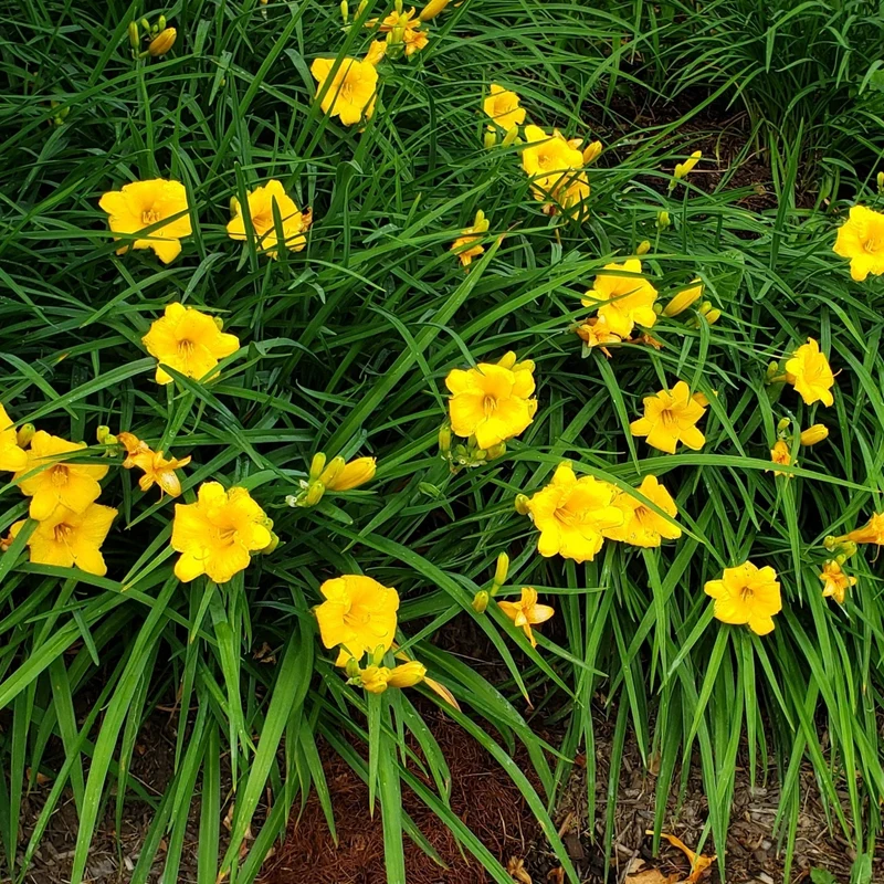 Hemerocallis 'Stella de Oro' Daylily - Hémérocalle 'Stella de Oro'