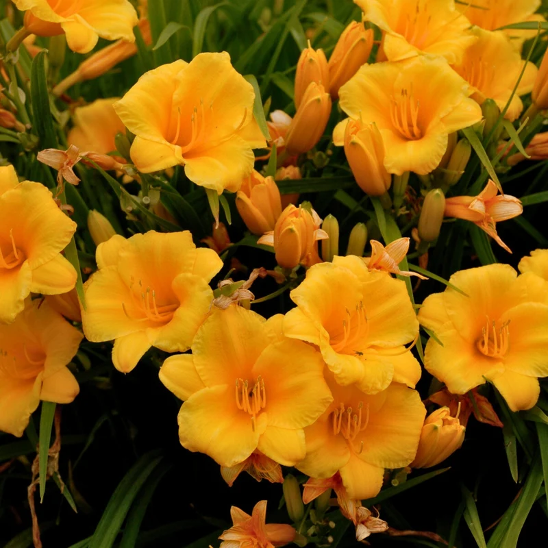 Hemerocallis 'Stella de Oro' Daylily - Hémérocalle 'Stella de Oro'
