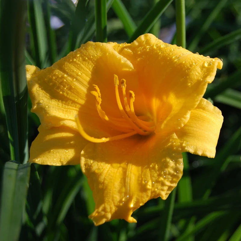 Hemerocallis 'Stella de Oro' Daylily - Hémérocalle 'Stella de Oro'